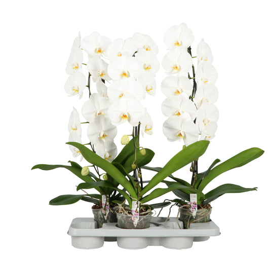 Phalaenopsis Hybrid 80cm 15cm Pot