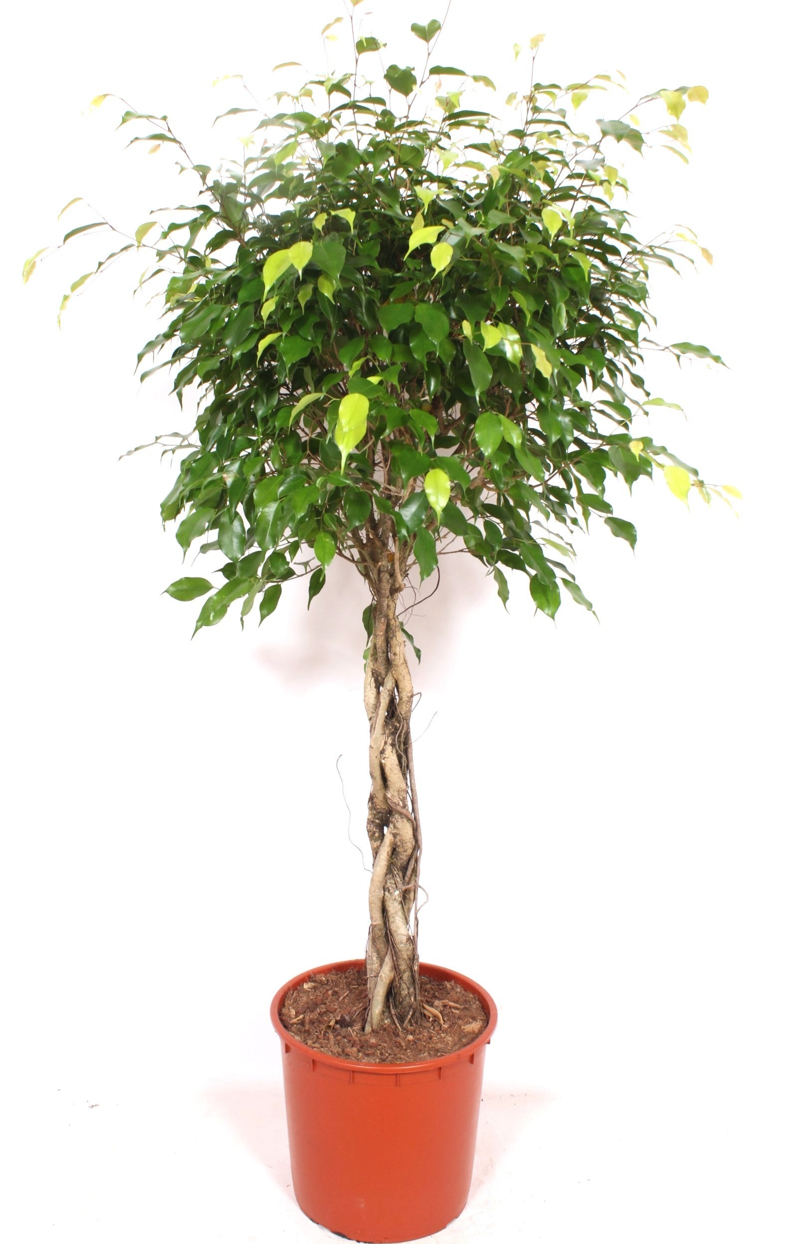 Ficus benj. Exotica 150cm 34cm Pot