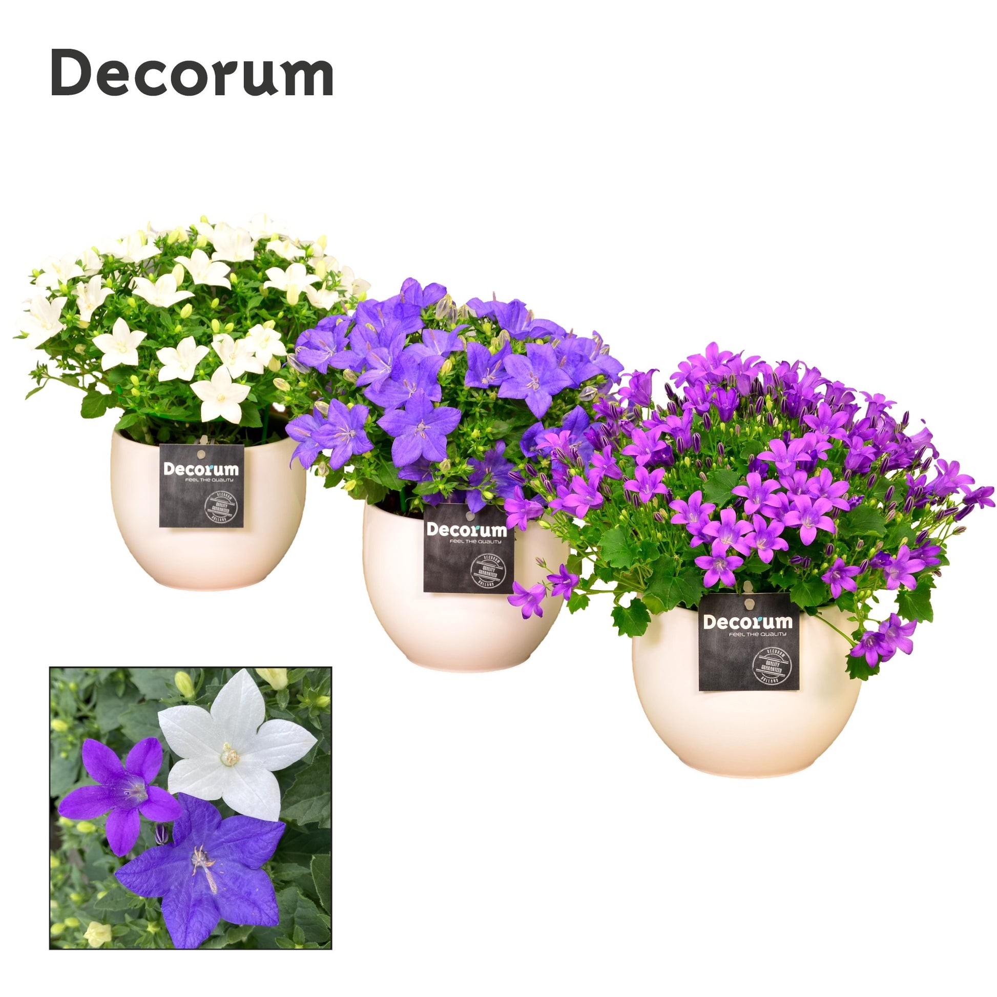 Campanula Hybrid 17cm 13cm Pot