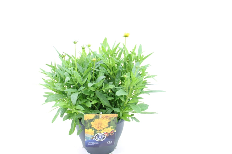Coreopsis Early Sunrise 60cm 23cm Pot