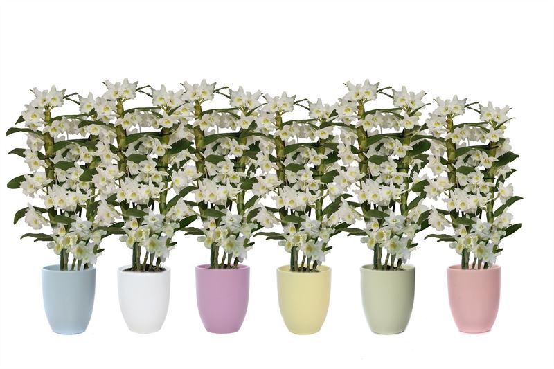 Dendrobium Apollon 50cm 12cm Pot