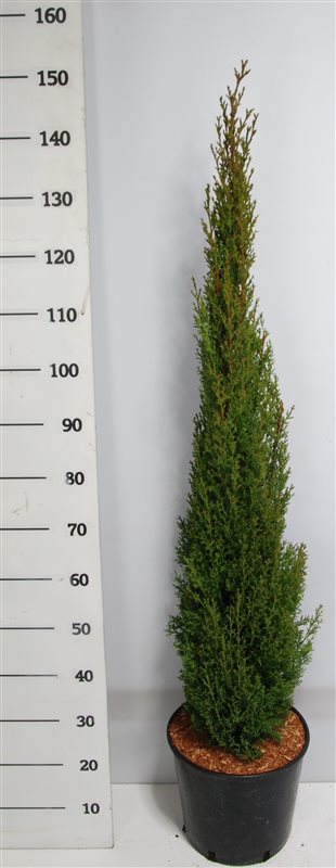 Cupressus semp. Totem 155cm 32cm Pot