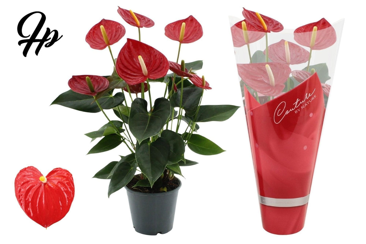 Anthurium Tremendo 57cm 17cm Pot