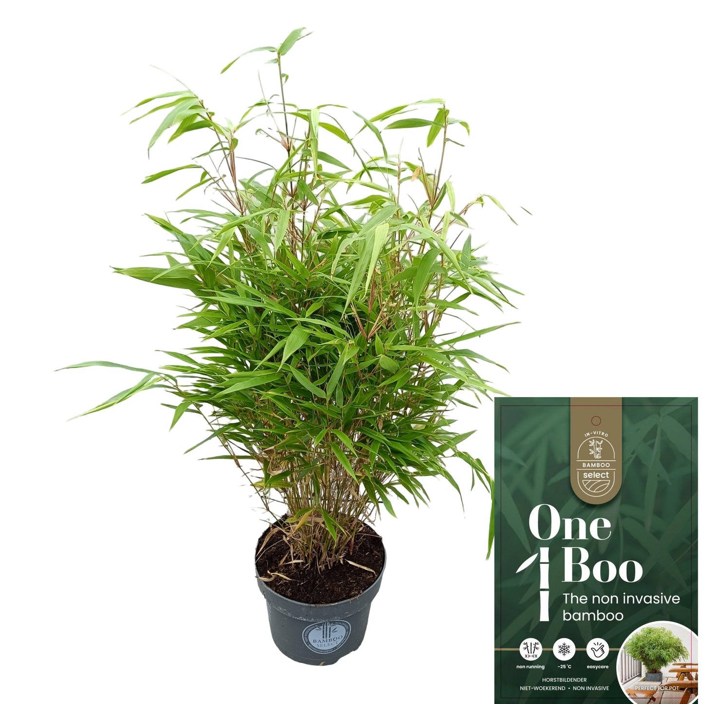 Fargesia rufa 80cm 23cm Pot