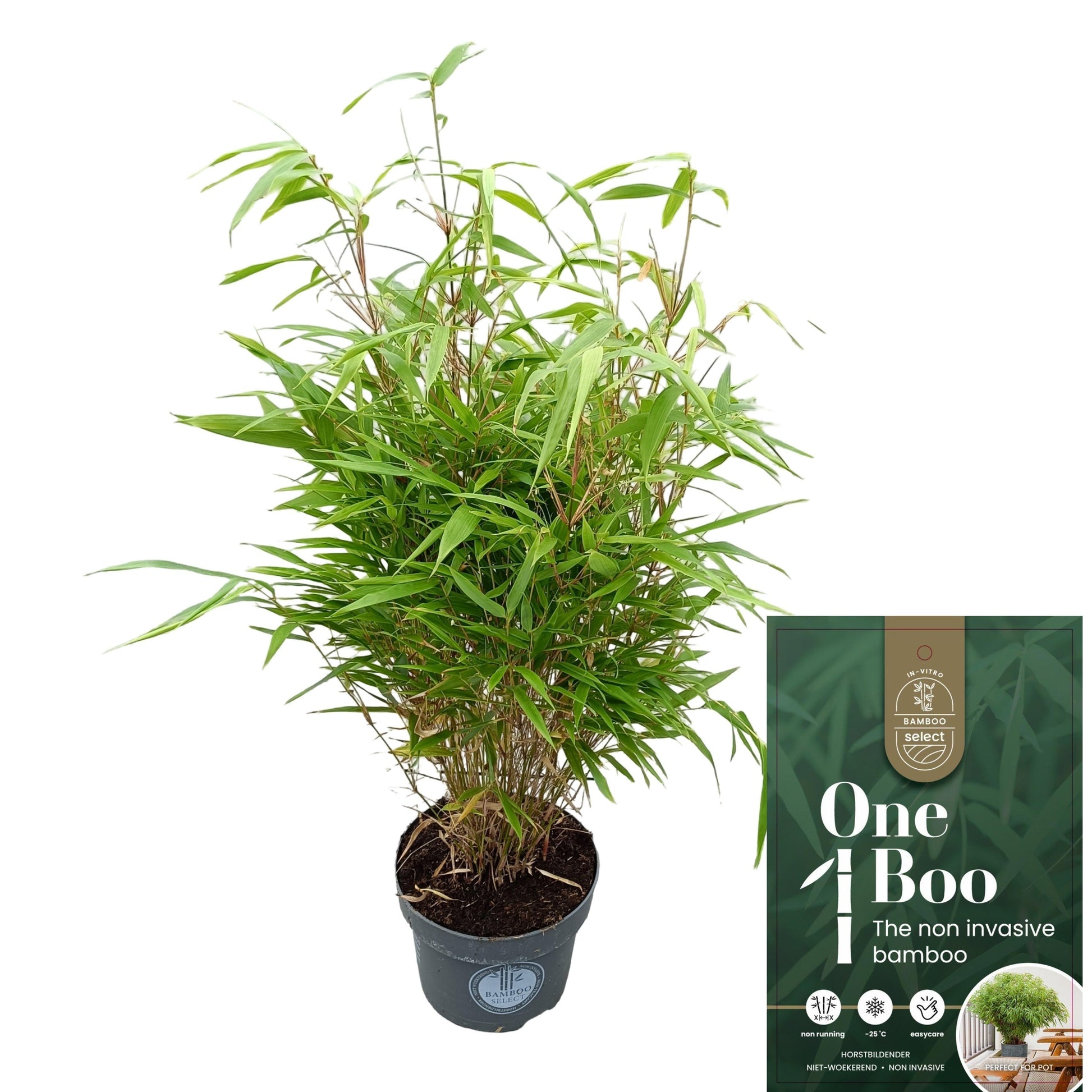 Fargesia rufa 80cm 23cm Pot