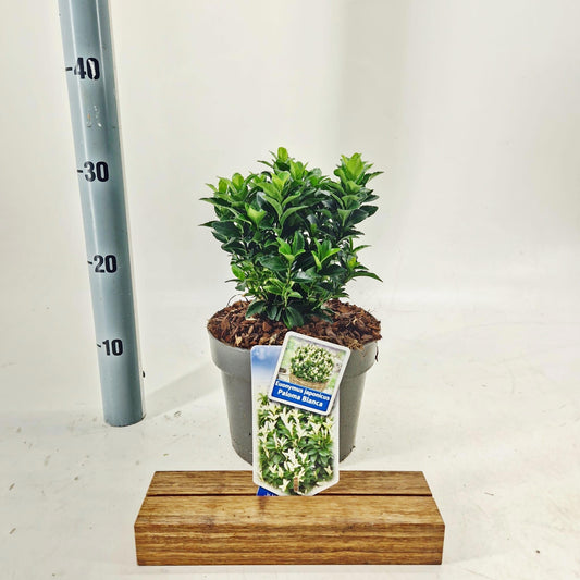 Euonymus Paloma Blanca 30cm 19cm Pot