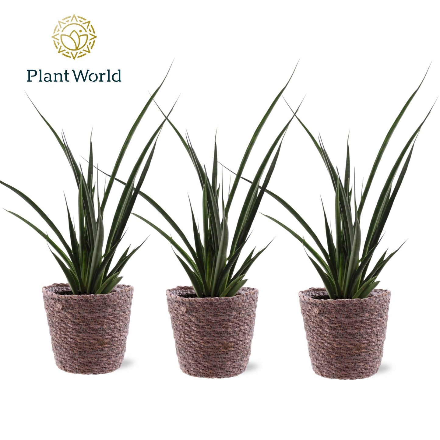 Plantworld Jogrow Sansevieria kirkii Friends Pack of 6