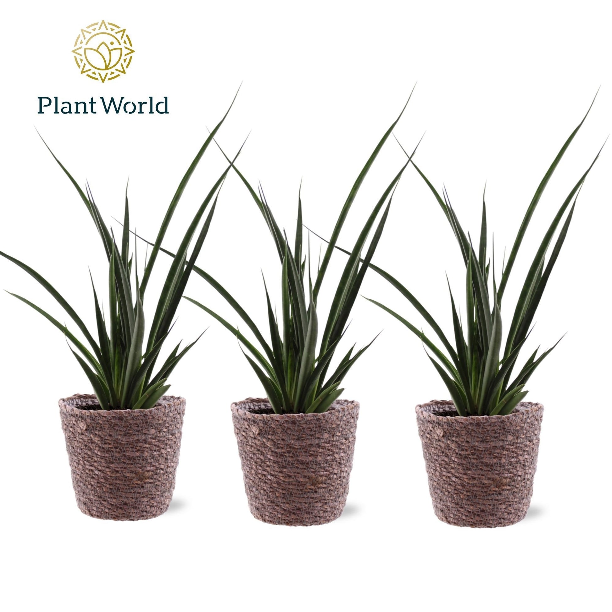 Plantworld Jogrow Sansevieria kirkii Friends Pack of 6