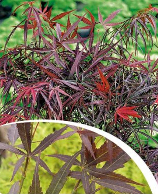 Acer Red Pygmy 60cm 19cm Pot