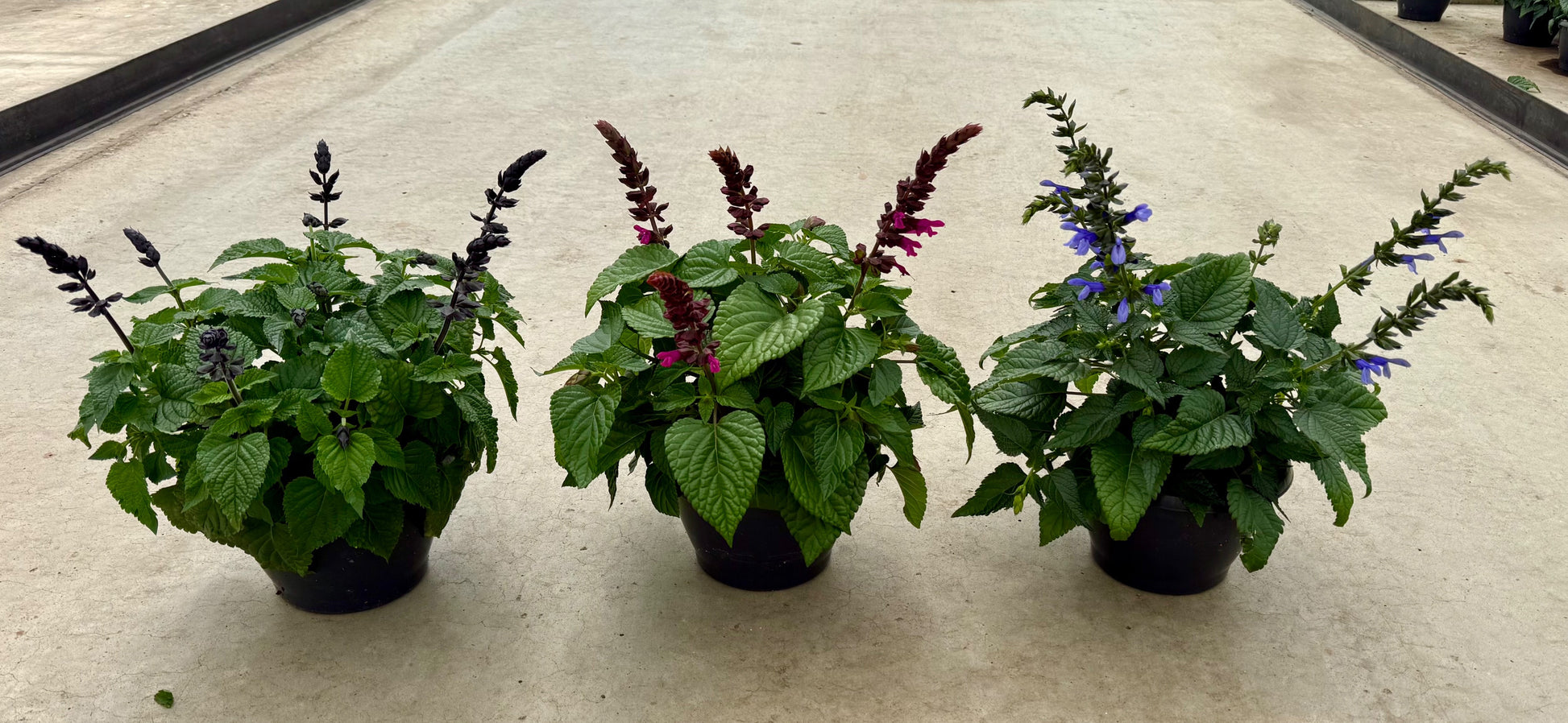 Salvia Salgoon mix 35cm 21cm Pot