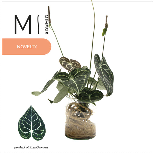 Anthurium clarinervium 30cm 12cm Pot