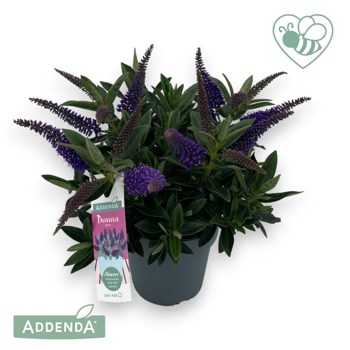 Hebe Celebration 35cm 15cm Pot