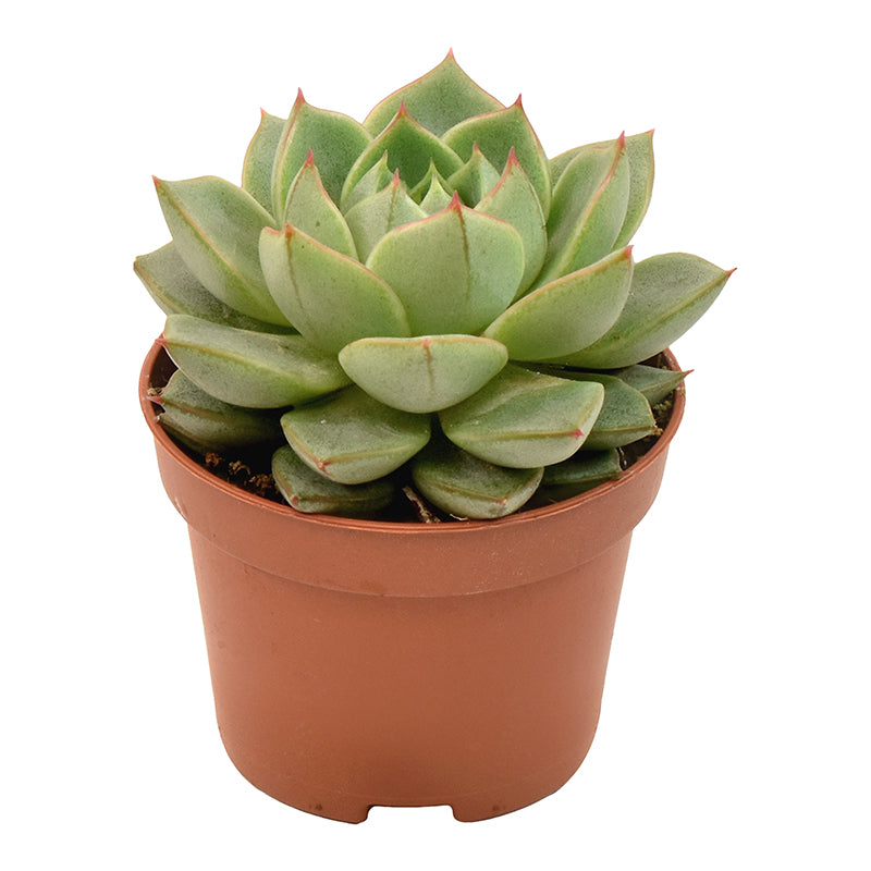 Echeveria gilva 9cm 6cm Pot