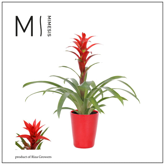 Guzmania Suerte Red 48cm 12cm Pot
