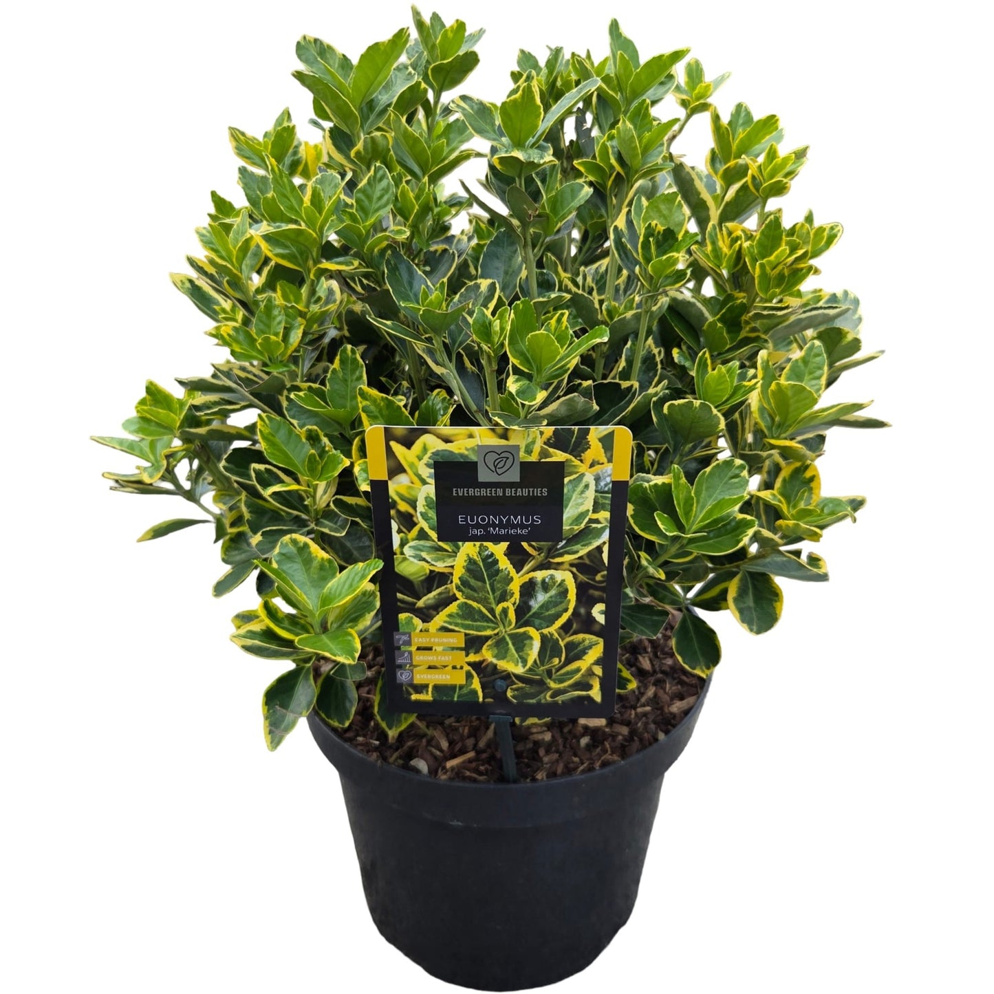 Euonymus Ovatus Aureus 50cm 26cm Pot
