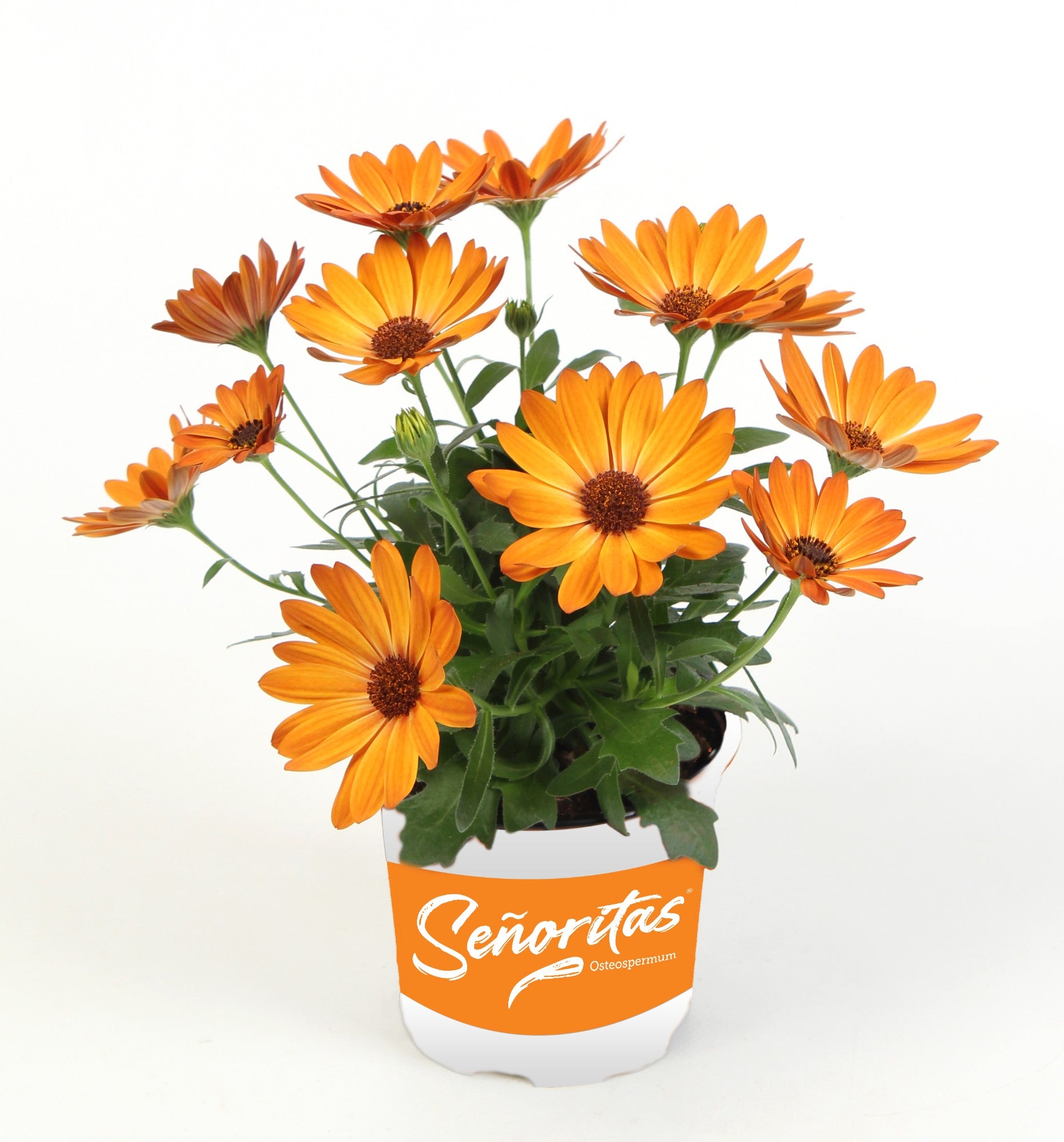 Osteospermum Senorita Lucia 20cm 510cm Pot