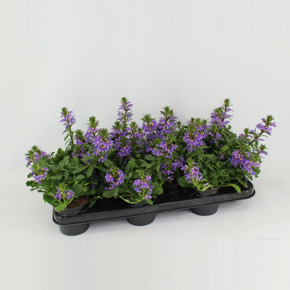 Scaevola Purple Haze 20cm 510cm Pot