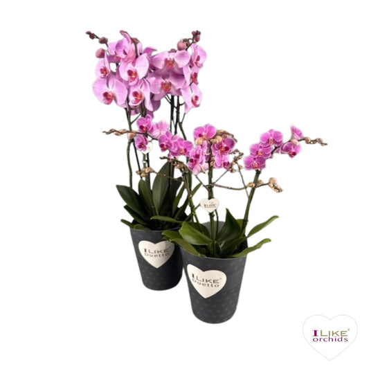 Phalaenopsis pink 70cm 17cm Pot