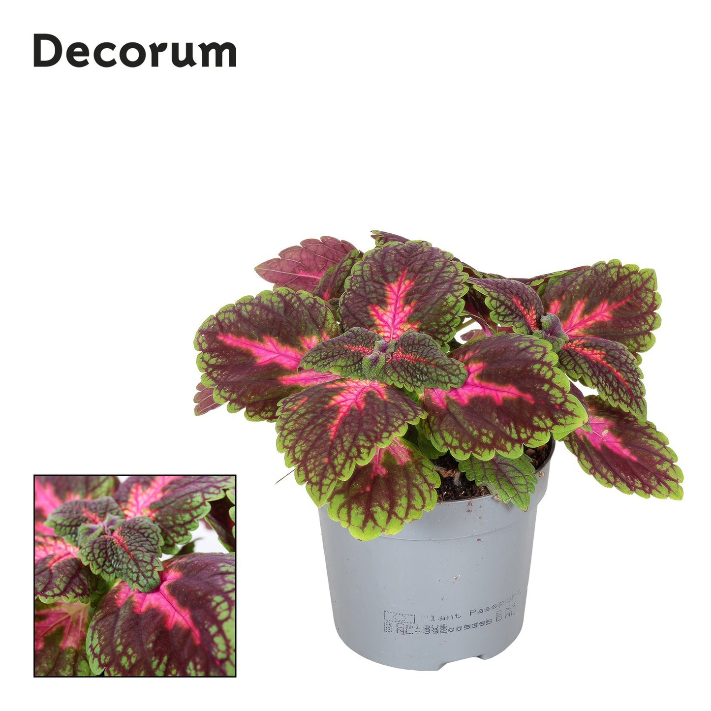 Coleus Main Street Park Avenue 20cm 13cm Pot