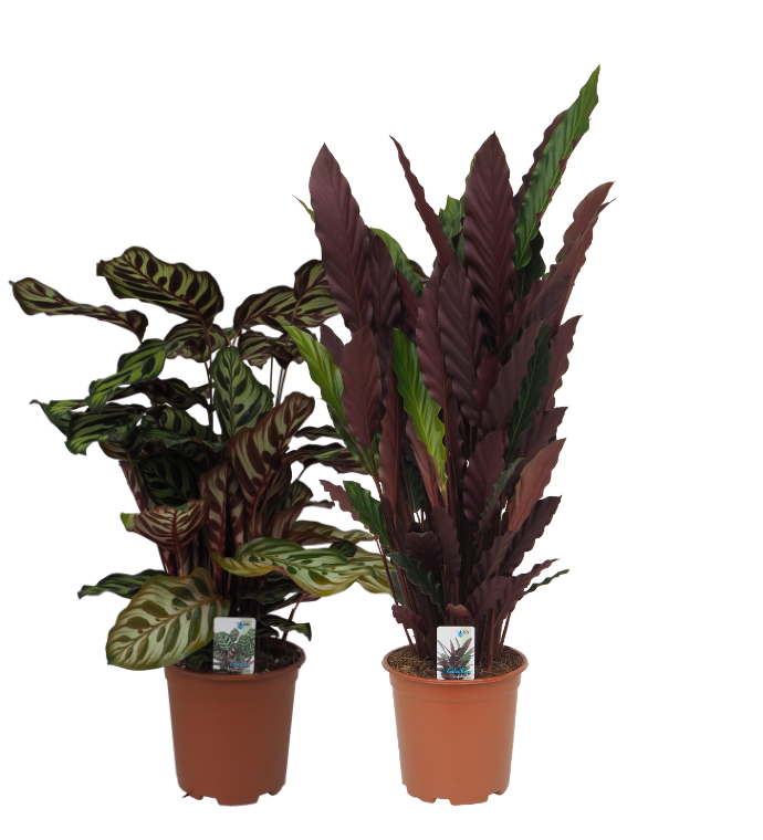 Calathea mix 60cm 19cm Pot