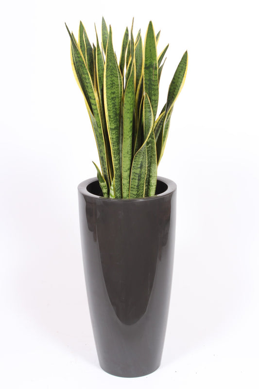 Sansevieria Laurentii 130cm 33cm Pot