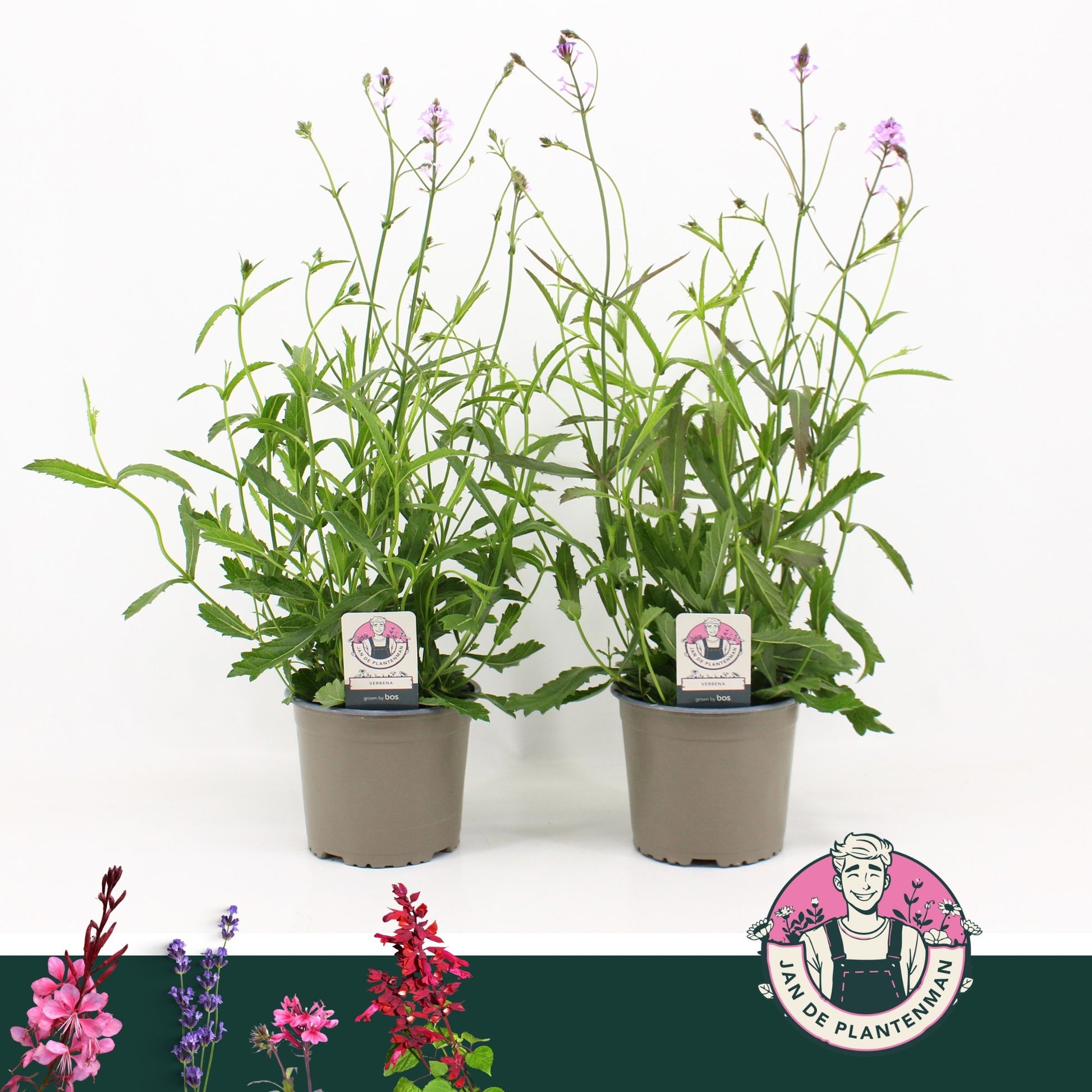 Verbena rigida 45cm 17cm Pot