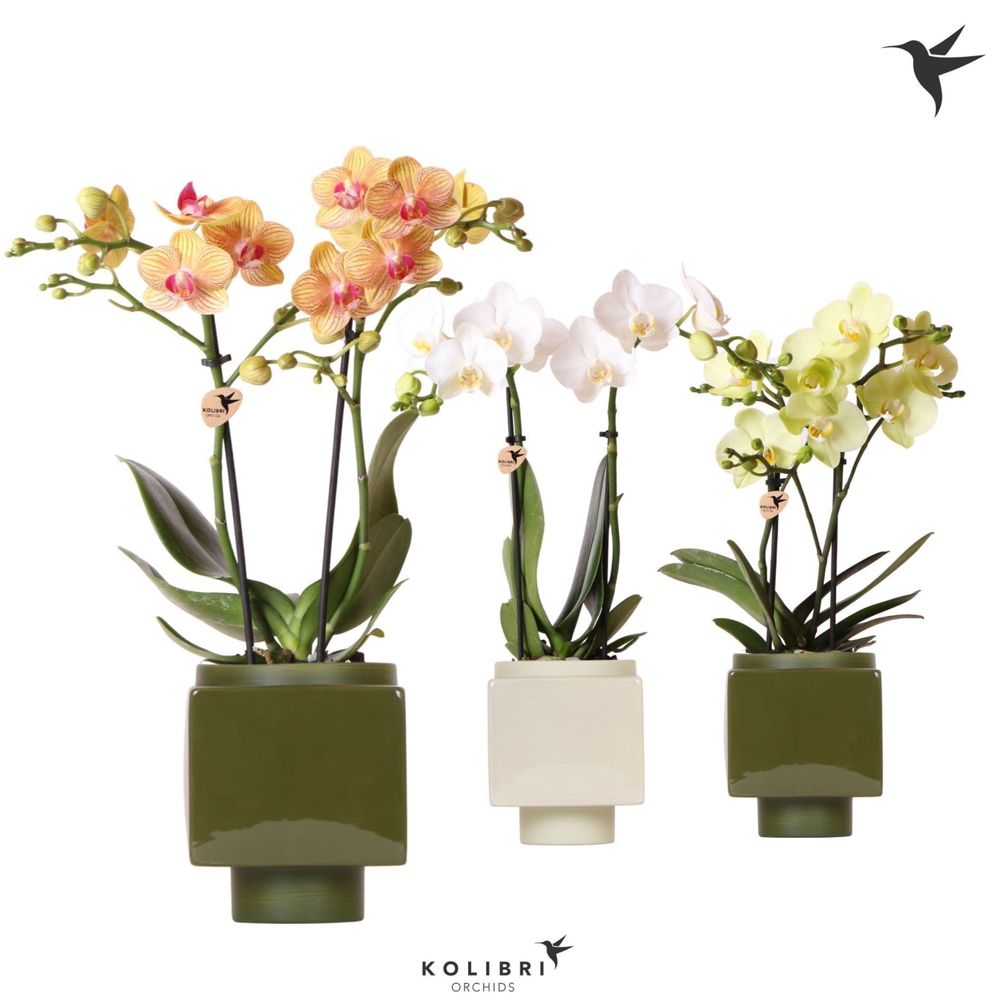 Phalaenopsis mix 40cm 9cm Pot