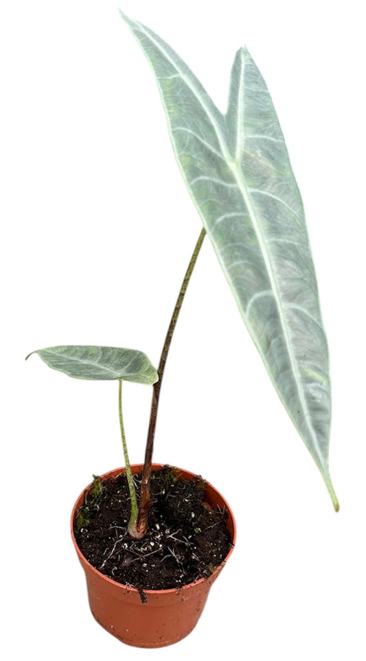 Alocasia amazonica 15cm 510cm Pot
