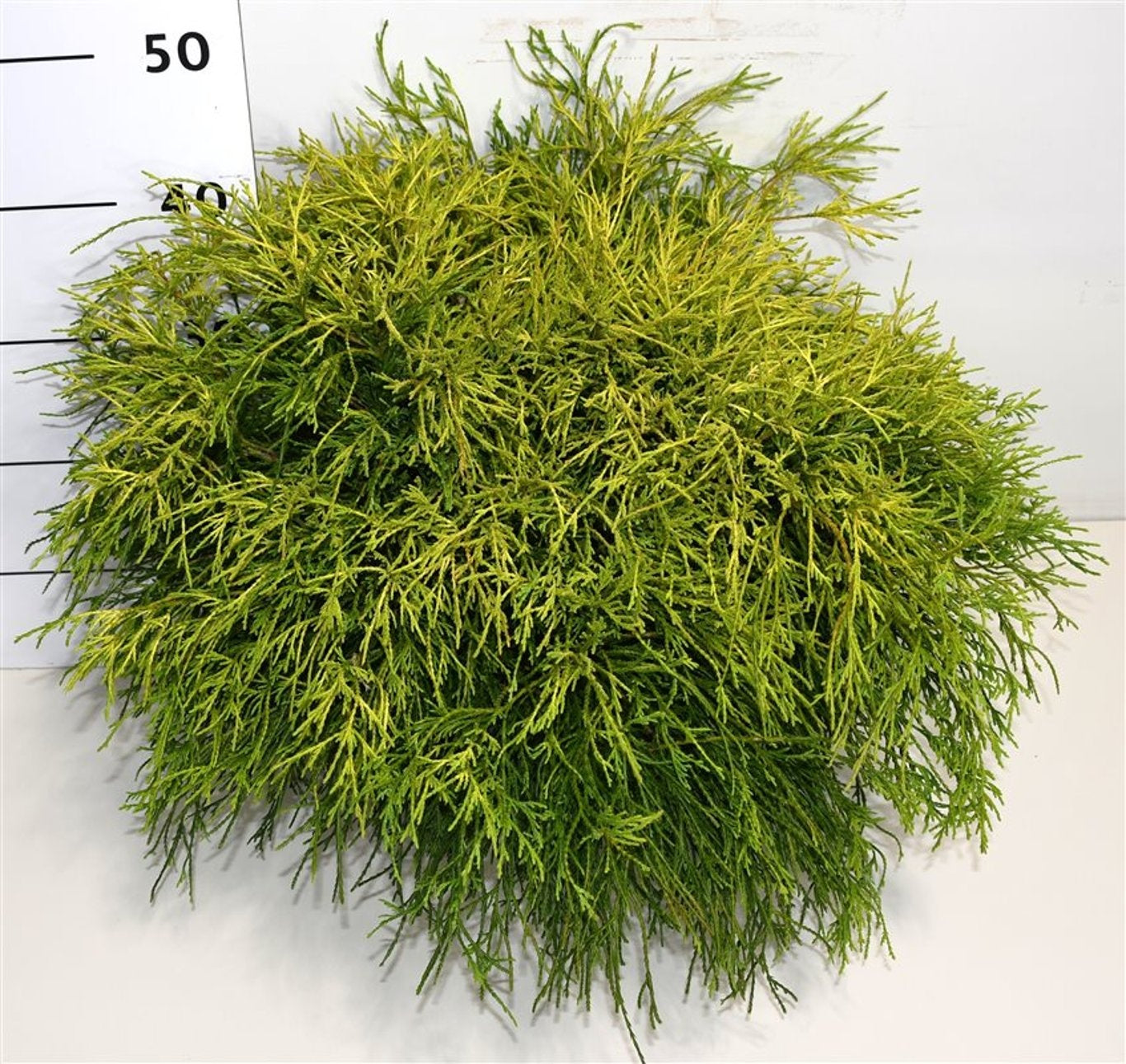Chamaecyparis Sungold 40cm 26cm Pot