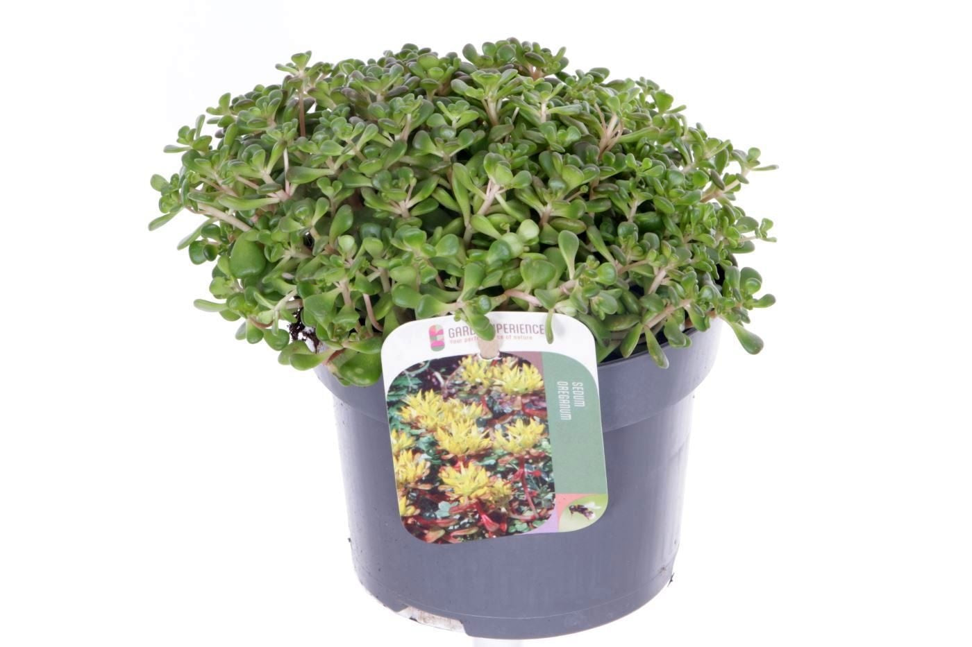 Sedum oreganum 20cm 13cm Pot