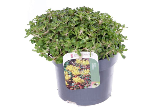 Sedum oreganum 20cm 13cm Pot