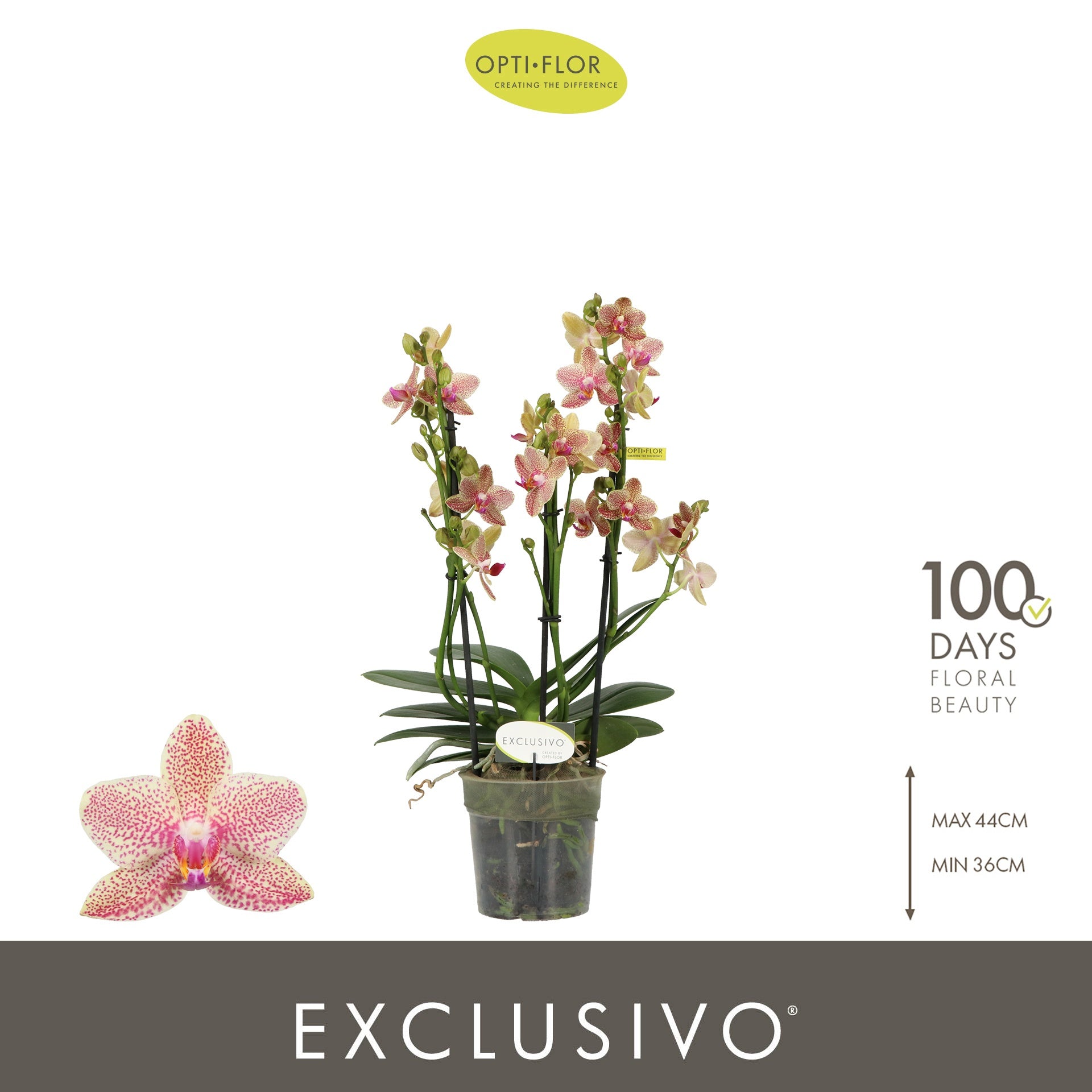 Phalaenopsis mf. Exclusivo Pikachu 45cm 12cm Pot