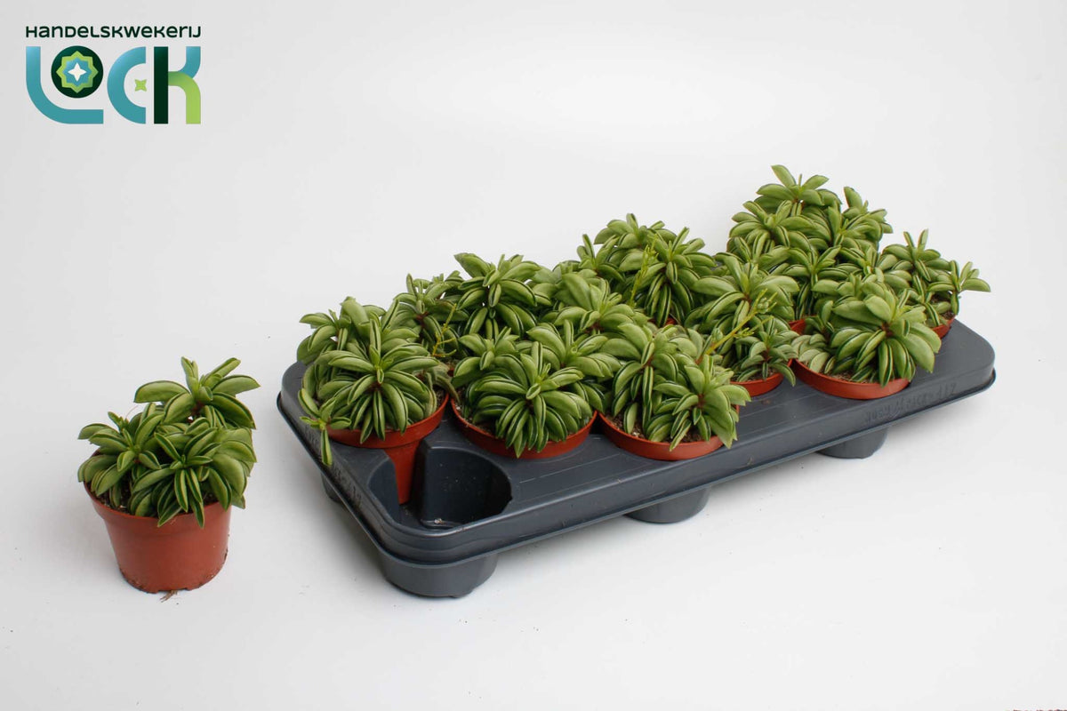 Peperomia Happy Bean 15cm 10.5cm Pot