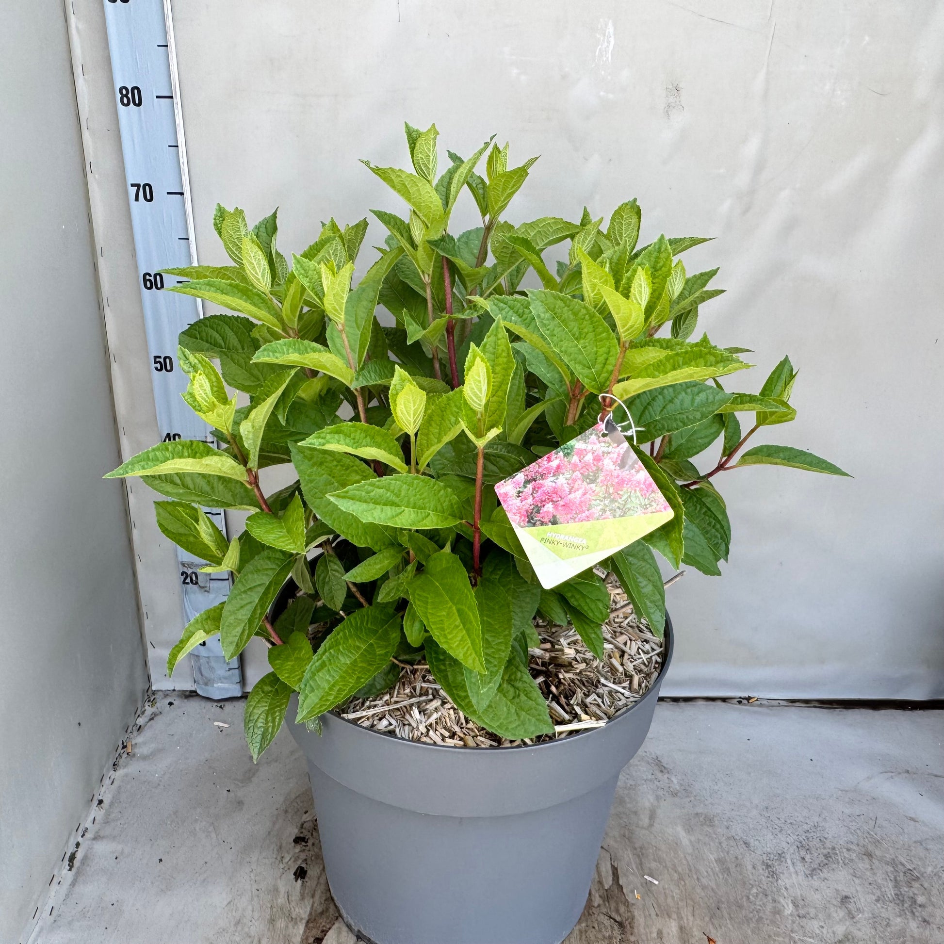 Hydrangea paniculata 60cm 40cm Pot