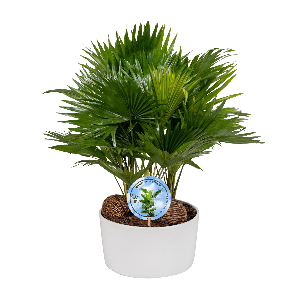 Livistona rotundifolia 48cm 26cm Pot