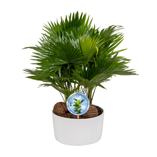 Livistona rotundifolia 48cm 26cm Pot