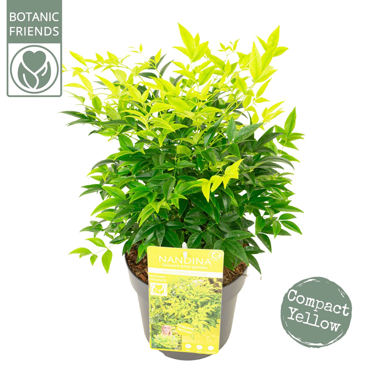 Nandina domestica mix 40cm 19cm Pot