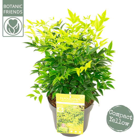 Nandina domestica mix 40cm 19cm Pot