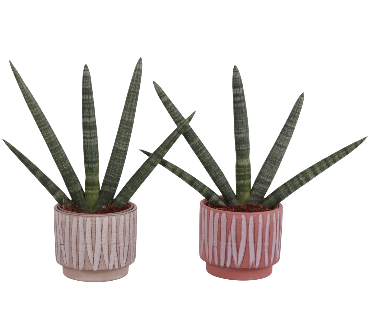 Sansevieria cyl. Handshake 45cm 14cm Pot