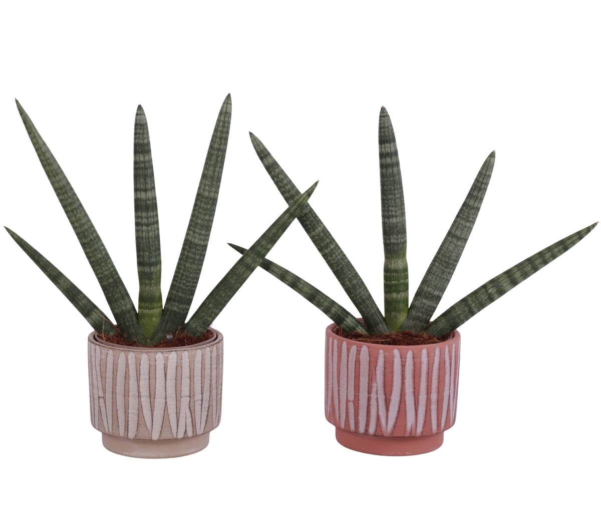 Sansevieria cyl. Handshake 45cm 14cm Pot