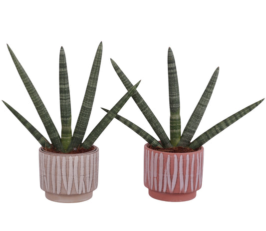 Sansevieria cyl. Handshake 45cm 14cm Pot