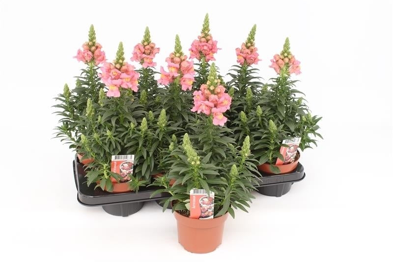 Antirrhinum Candy Showers Rose 35cm 13cm Pot