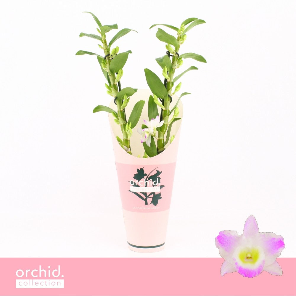 Dendrobium Pandora 50cm 12cm Pot