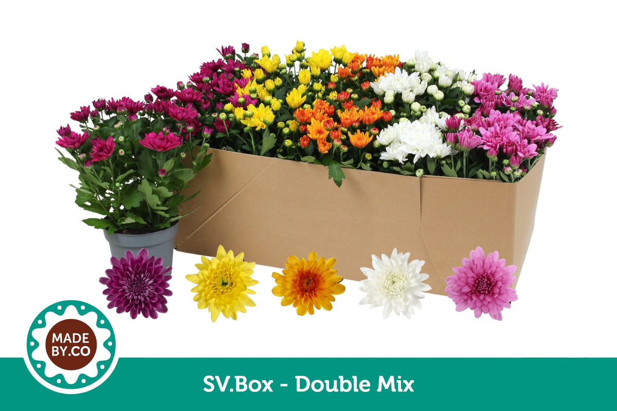 Chrysanthemum double mix 25cm 12cm Pot