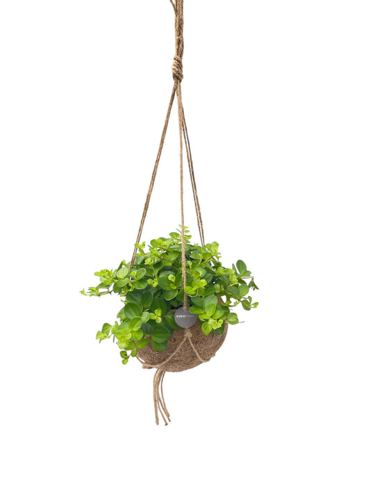 Kokoplant BV Peperomia rotundifolia Pack of 3