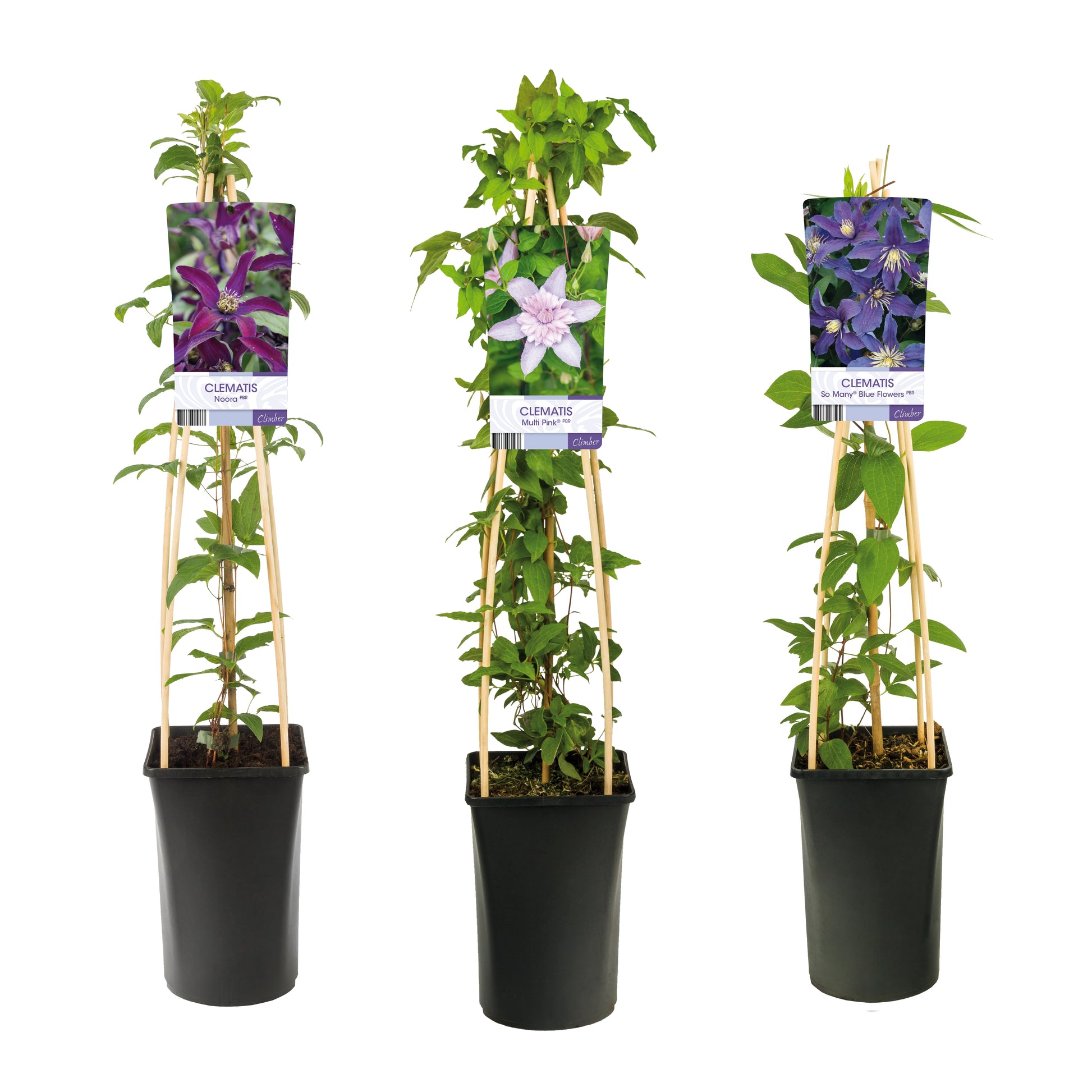 Clematis mix 75cm 17cm Pot
