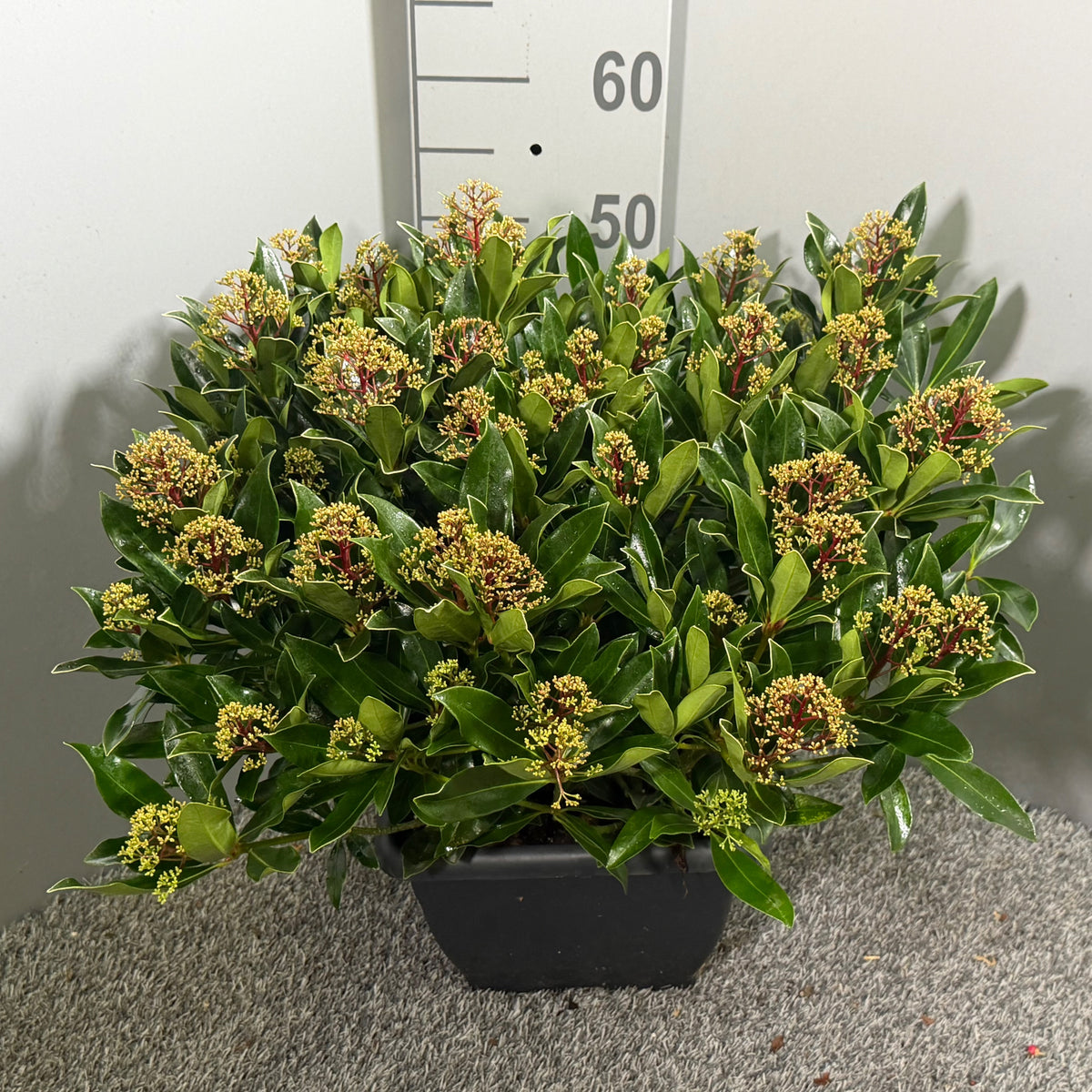 Skimmia japonica Cuba 60cm 26cm Pot