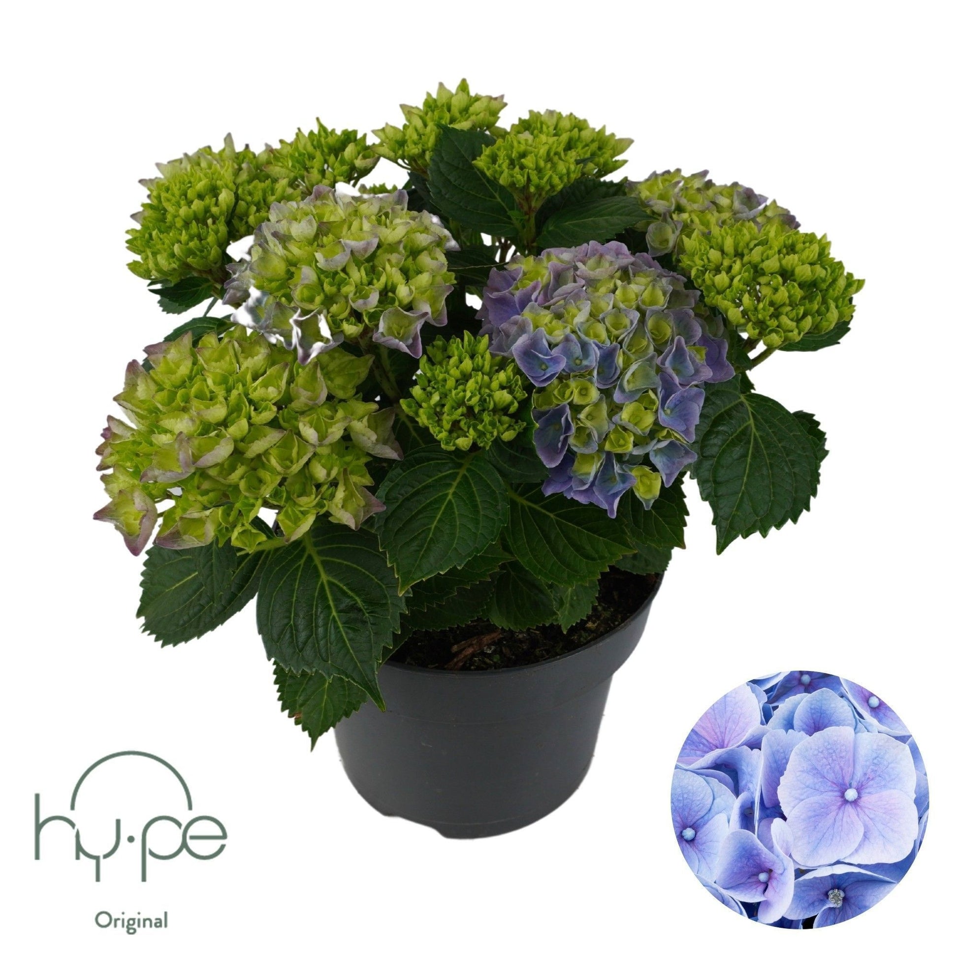 Schie, Sjaak van Hydr. mac. Mophead Blue Pack of 3