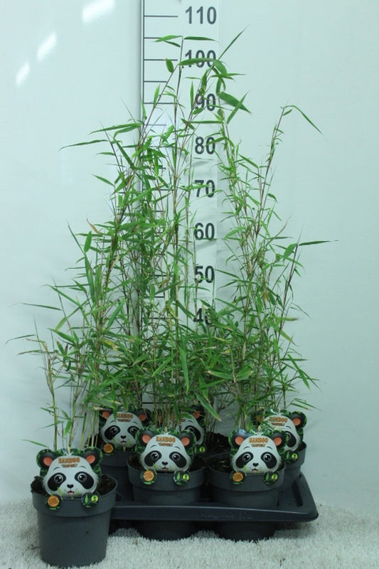 Fargesia robusta Campbell 95cm 17cm Pot
