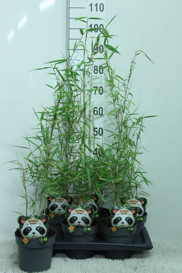 Fargesia robusta Campbell 95cm 17cm Pot